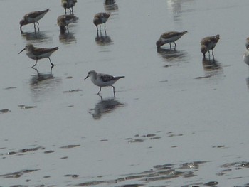 2024年4月7日(日) ふなばし三番瀬海浜公園の野鳥観察記録