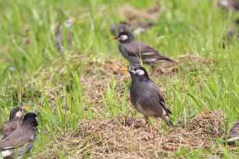 White-cheeked Starling 山田池公園近くの田んぼ Sun, 4/7/2024