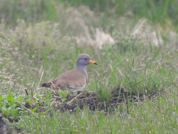 Grey-headed Lapwing 埼玉県 Sun, 4/7/2024