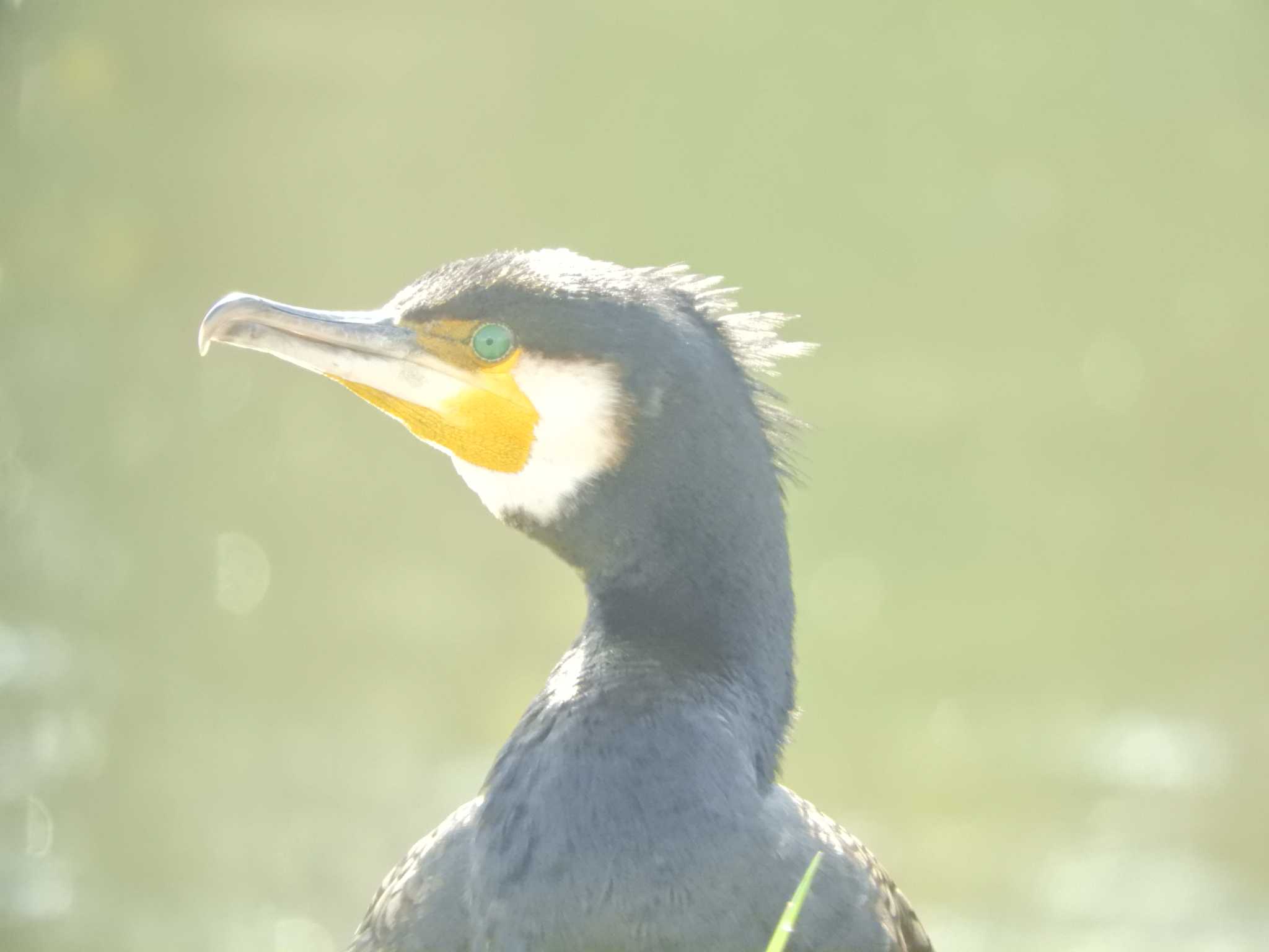 Great Cormorant