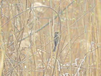 Common Reed Bunting 千葉の市川ぐらい Sun, 4/7/2024