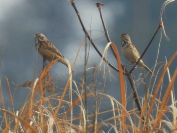 Chestnut-eared Bunting 埼玉県 Sun, 4/7/2024