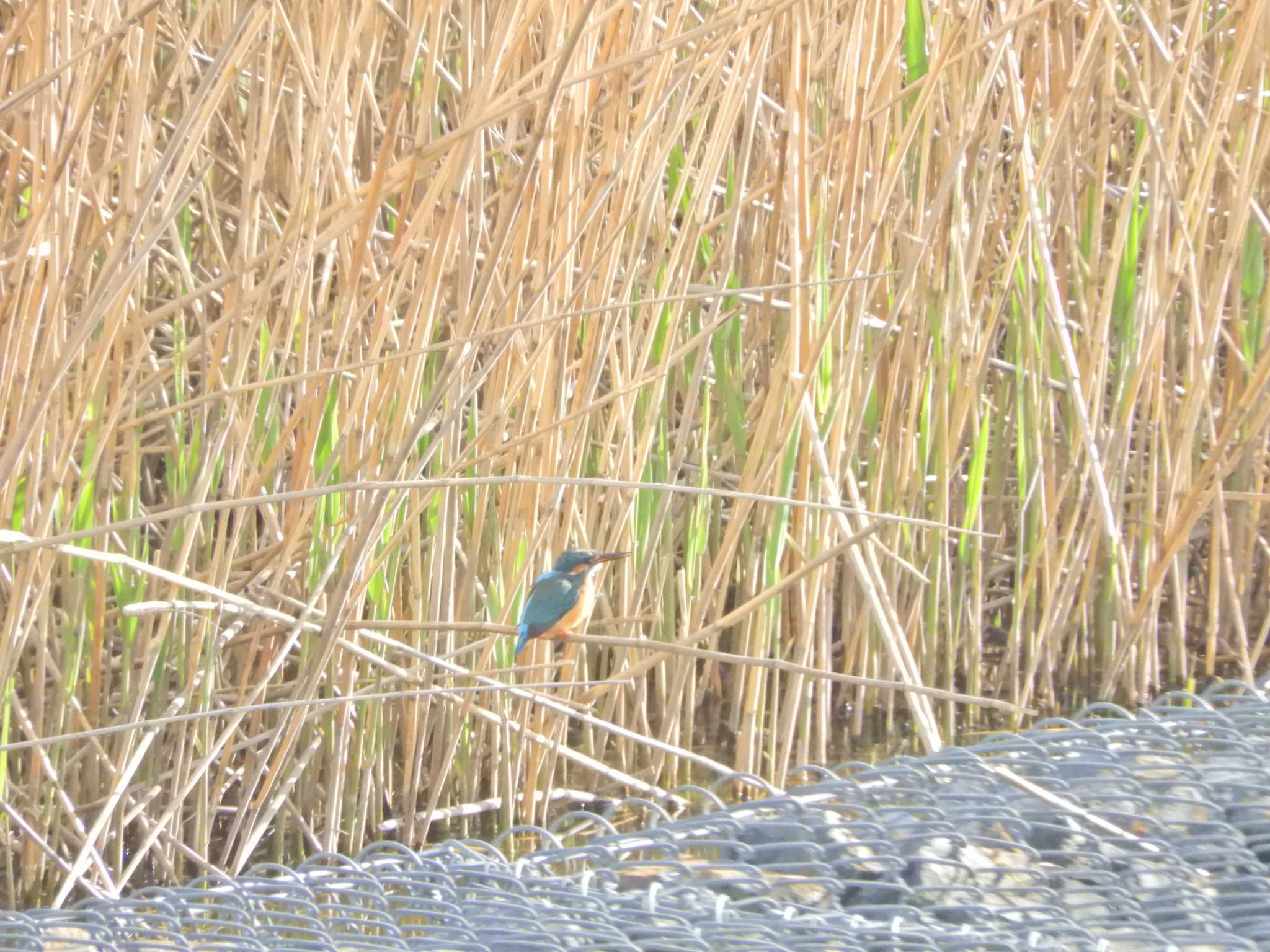 Photo of Common Kingfisher at 千葉の市川ぐらい by maru