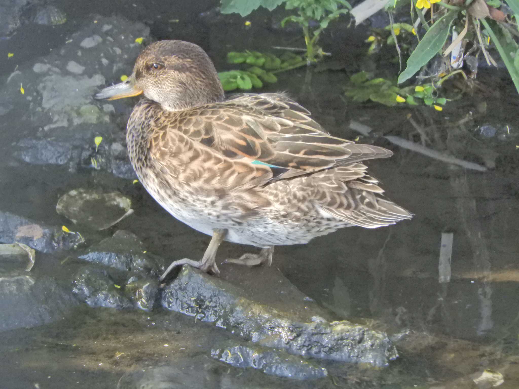 Eurasian Teal