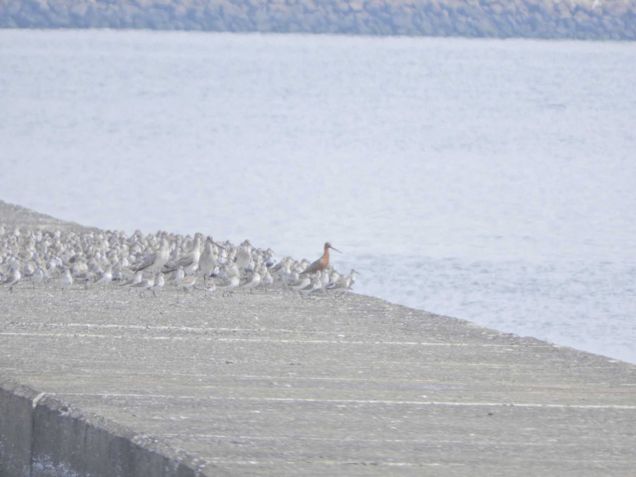 Bar-tailed Godwit