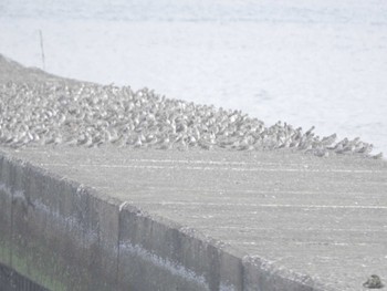 ハマシギ ふなばし三番瀬海浜公園 2024年4月7日(日)