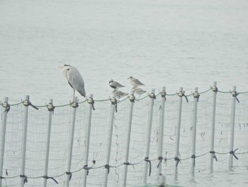 ダイゼン ふなばし三番瀬海浜公園 2024年4月7日(日)