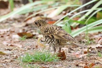 White's Thrush 鶴舞公園 Sat, 4/6/2024