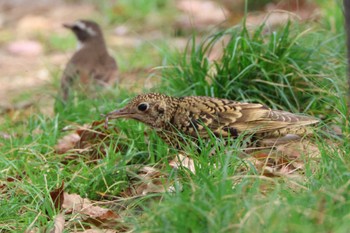 White's Thrush 鶴舞公園 Sat, 4/6/2024