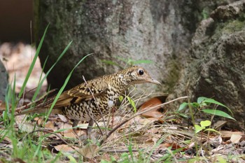 White's Thrush 鶴舞公園 Sat, 4/6/2024