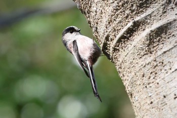 エナガ 明石公園 2024年3月3日(日)