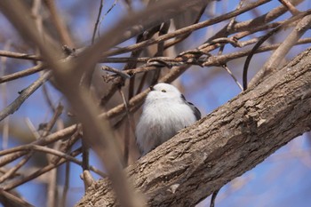 Long-tailed tit(japonicus) Makomanai Park Sat, 3/9/2024