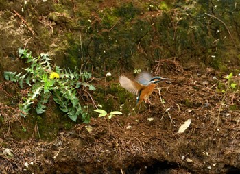 2024年4月7日(日) 都立猿江恩賜公園の野鳥観察記録