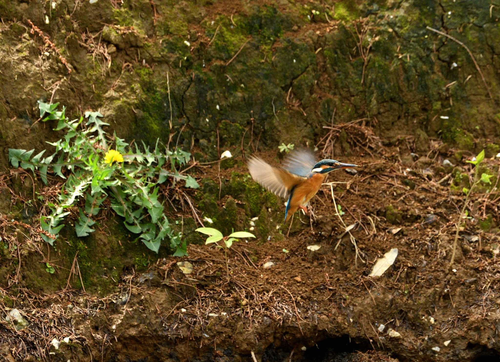 Photo of Common Kingfisher at 都立猿江恩賜公園 by morinokotori