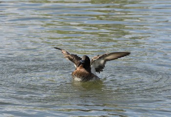 Tufted Duck 都立猿江恩賜公園 Sun, 4/7/2024