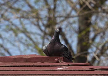 カワラバト 都立猿江恩賜公園 2024年4月7日(日)