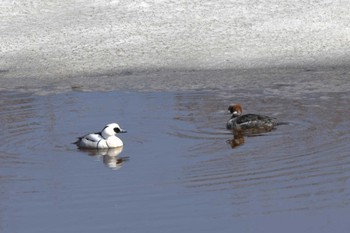 ミコアイサ 札幌モエレ沼公園 2024年4月5日(金)