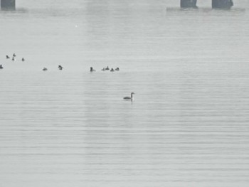 Red-necked Grebe Sambanze Tideland Sun, 4/7/2024