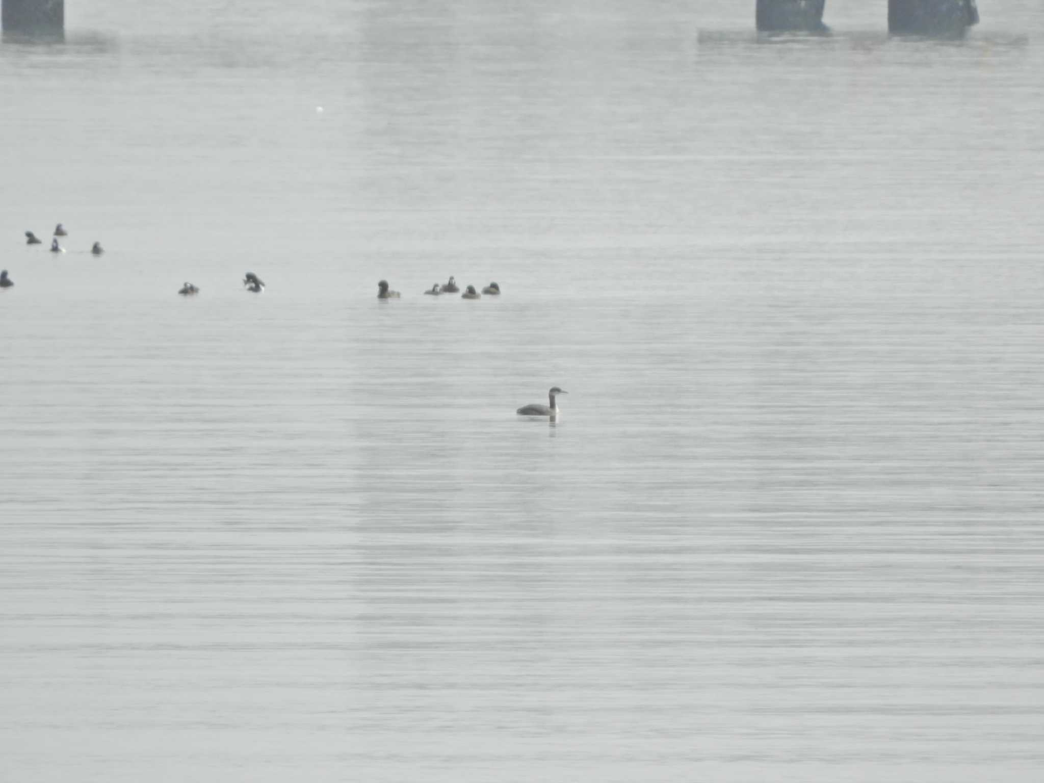 Red-necked Grebe