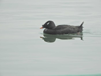 2024年4月7日(日) ふなばし三番瀬海浜公園の野鳥観察記録