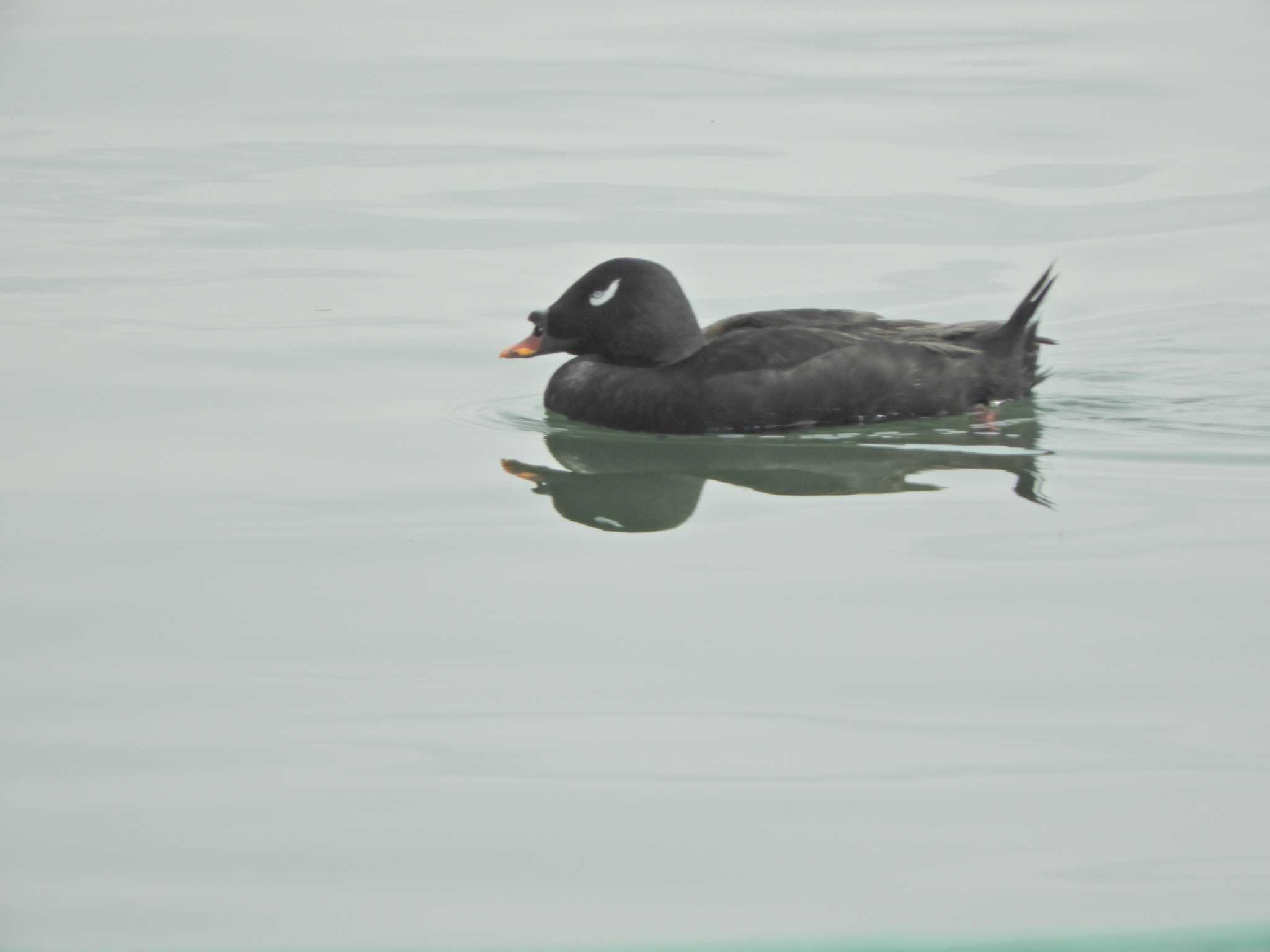 White-winged Scoter