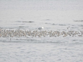 セグロカモメ ふなばし三番瀬海浜公園 2024年4月7日(日)