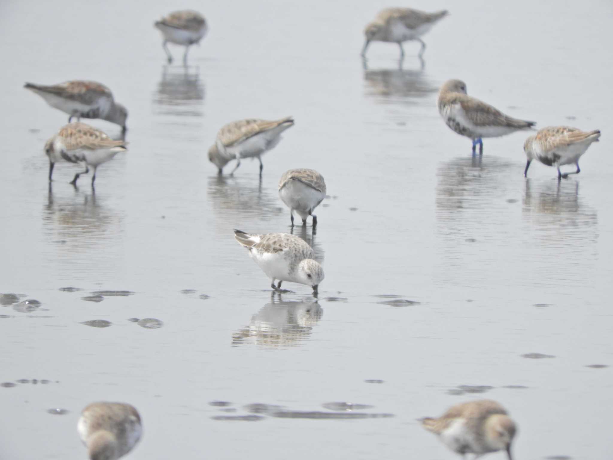 Photo of Sanderling at Sambanze Tideland by maru