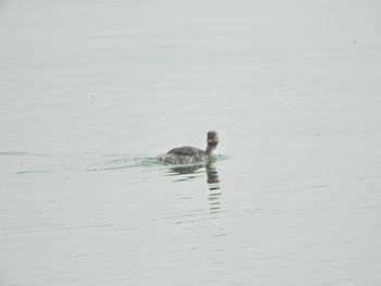 ハジロカイツブリ ふなばし三番瀬海浜公園 2024年4月7日(日)