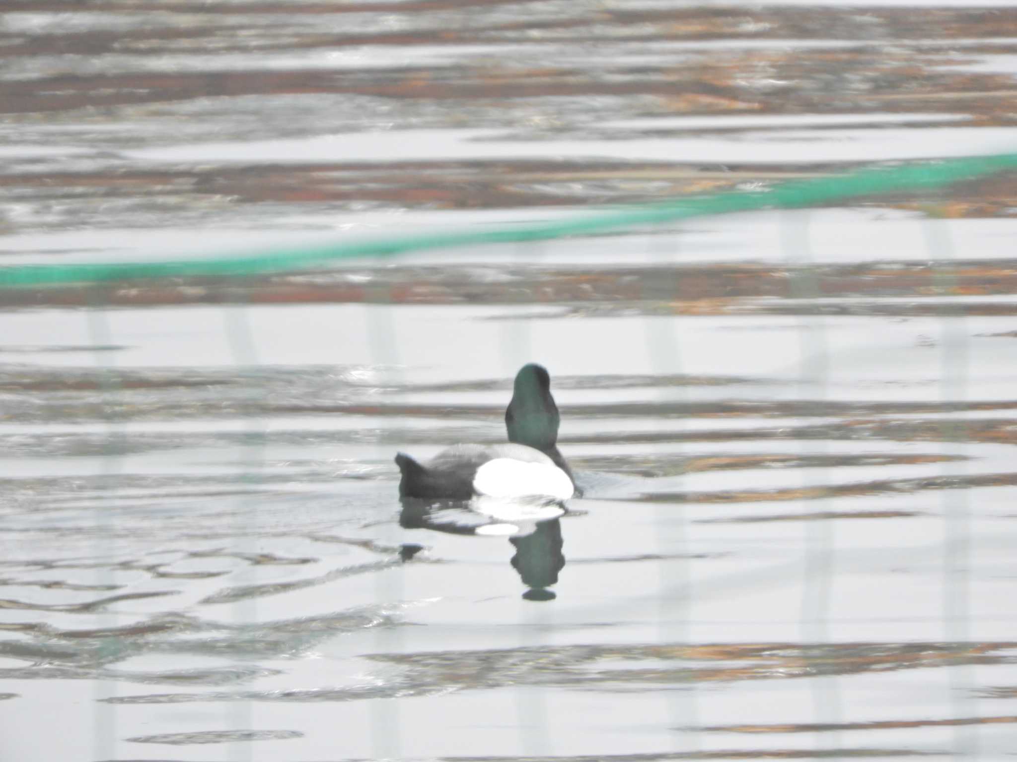 Greater Scaup