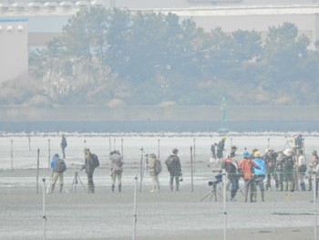 カワウ ふなばし三番瀬海浜公園 2024年4月7日(日)