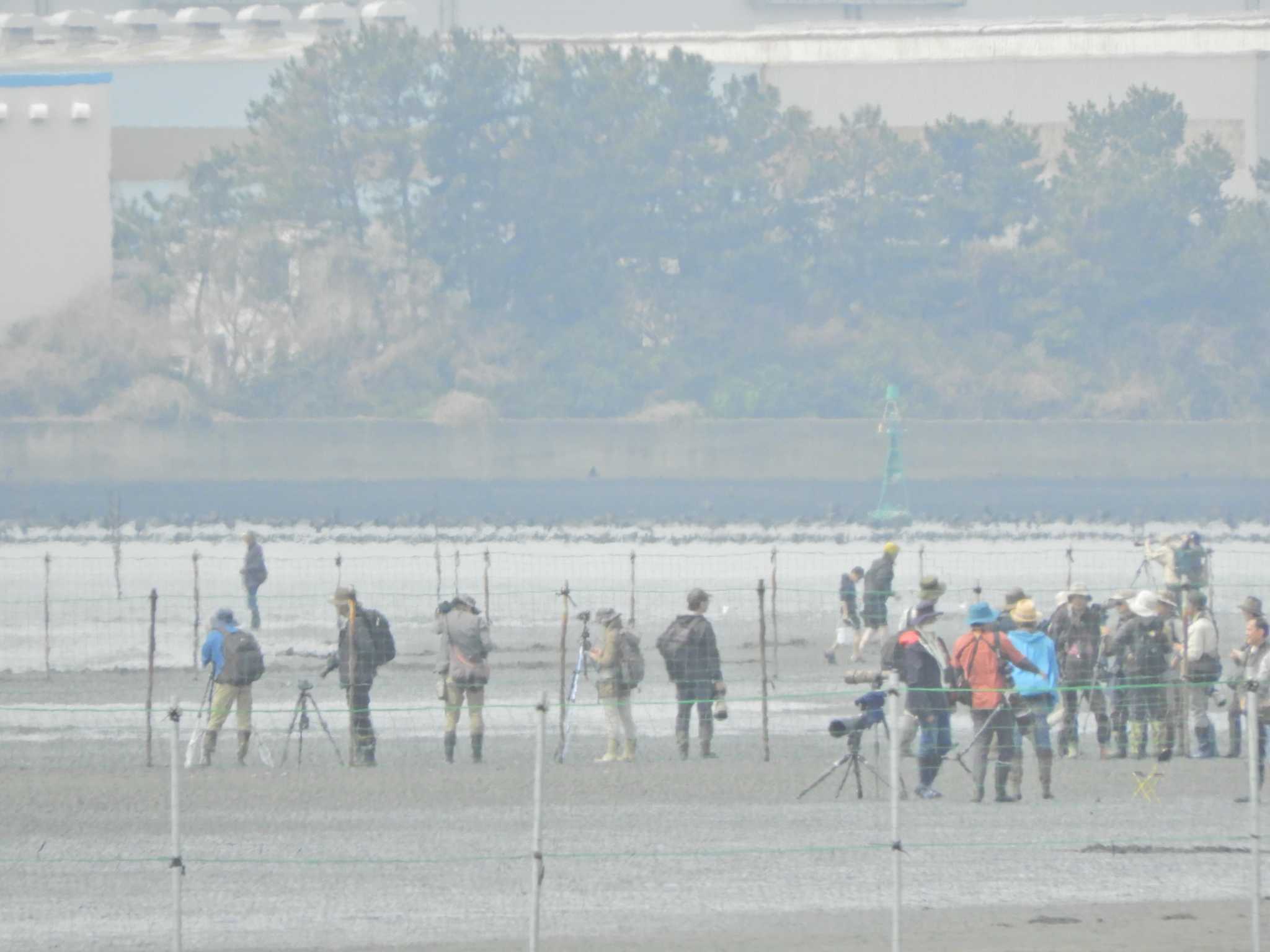 ふなばし三番瀬海浜公園 カワウの写真 by maru