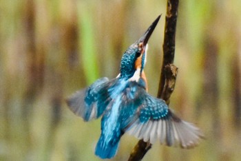 Common Kingfisher Kasai Rinkai Park Sun, 4/7/2024