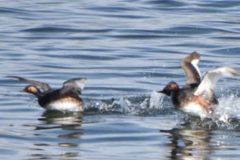 Black-necked Grebe Kasai Rinkai Park Sun, 4/7/2024