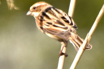 Common Reed Bunting Kasai Rinkai Park Sun, 4/7/2024