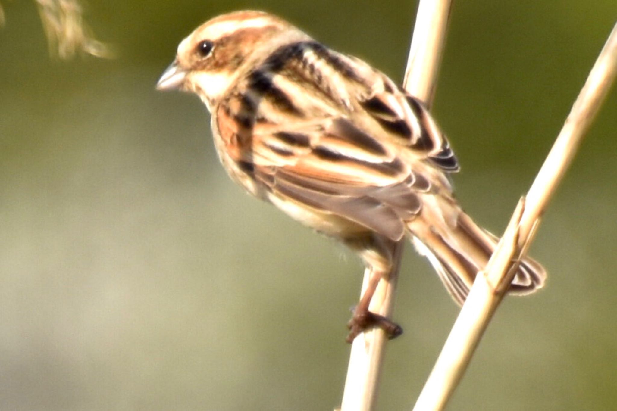 Common Reed Bunting