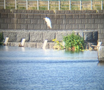 ダイサギ 多摩川河川敷 2024年4月7日(日)