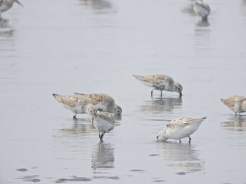 ハマシギ ふなばし三番瀬海浜公園 2024年4月7日(日)