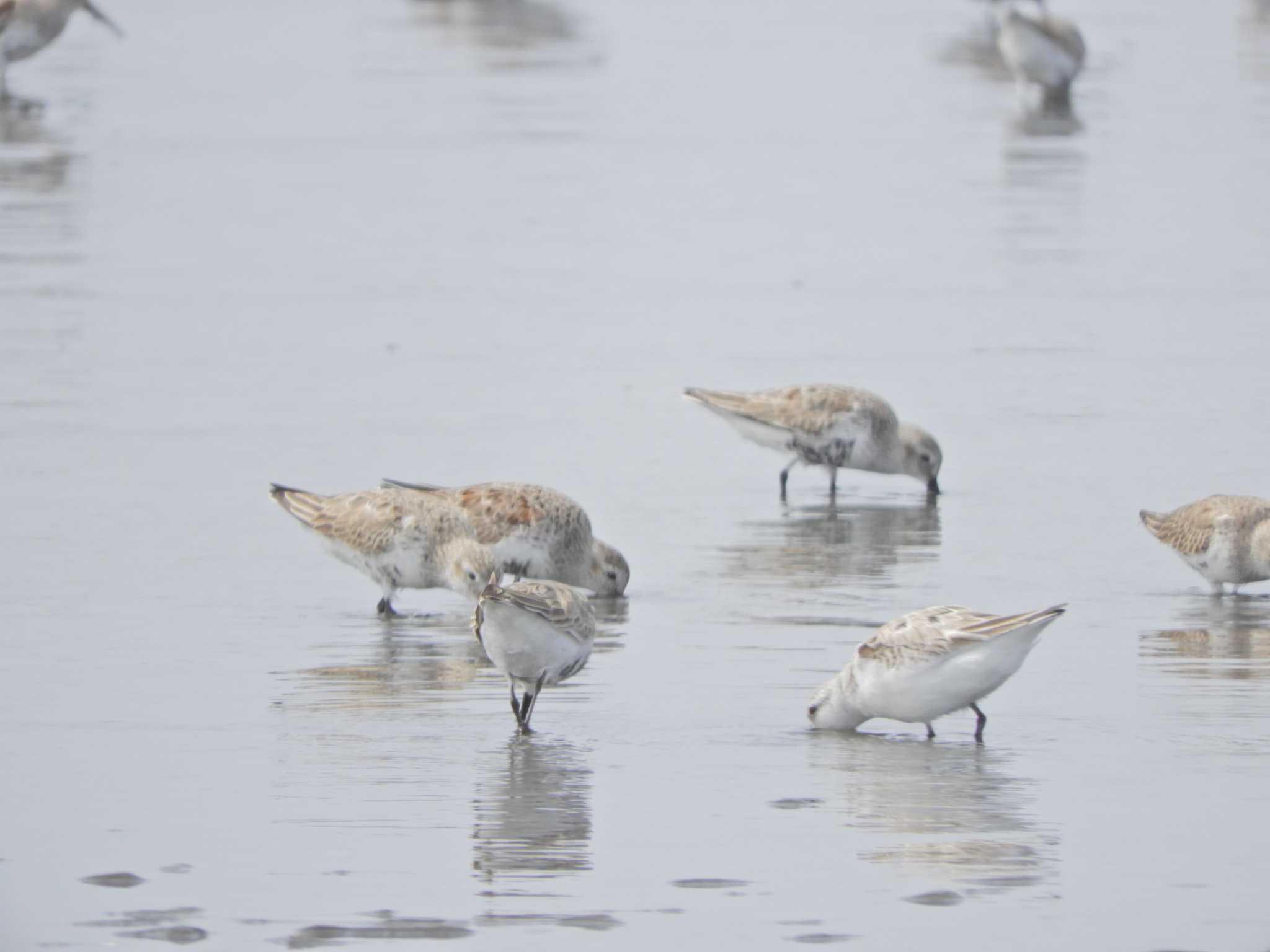 Dunlin