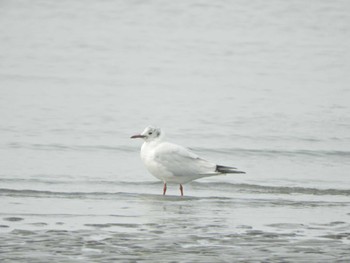 ユリカモメ ふなばし三番瀬海浜公園 2024年4月7日(日)