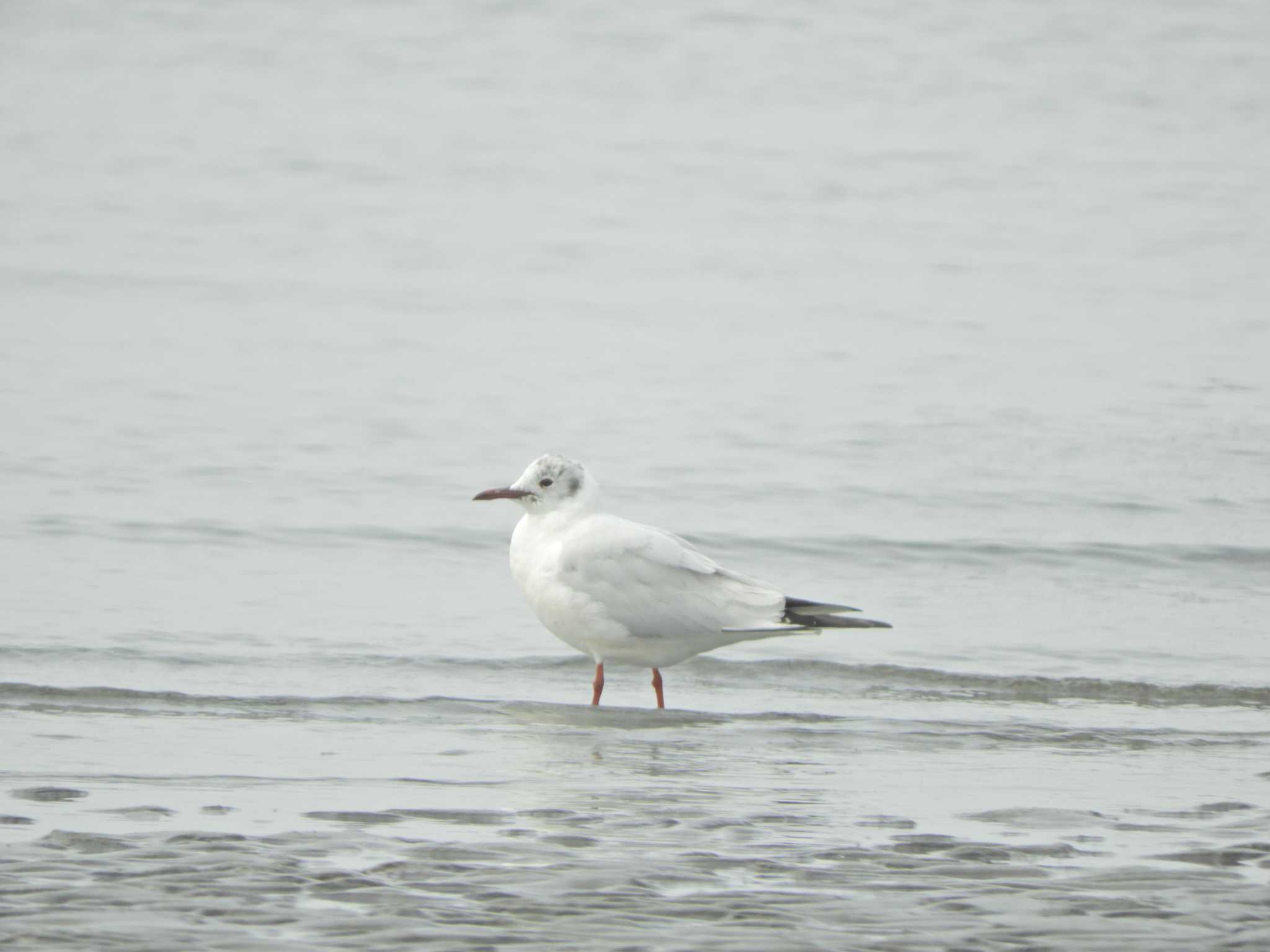 Photo of Black-headed Gull at Sambanze Tideland by maru