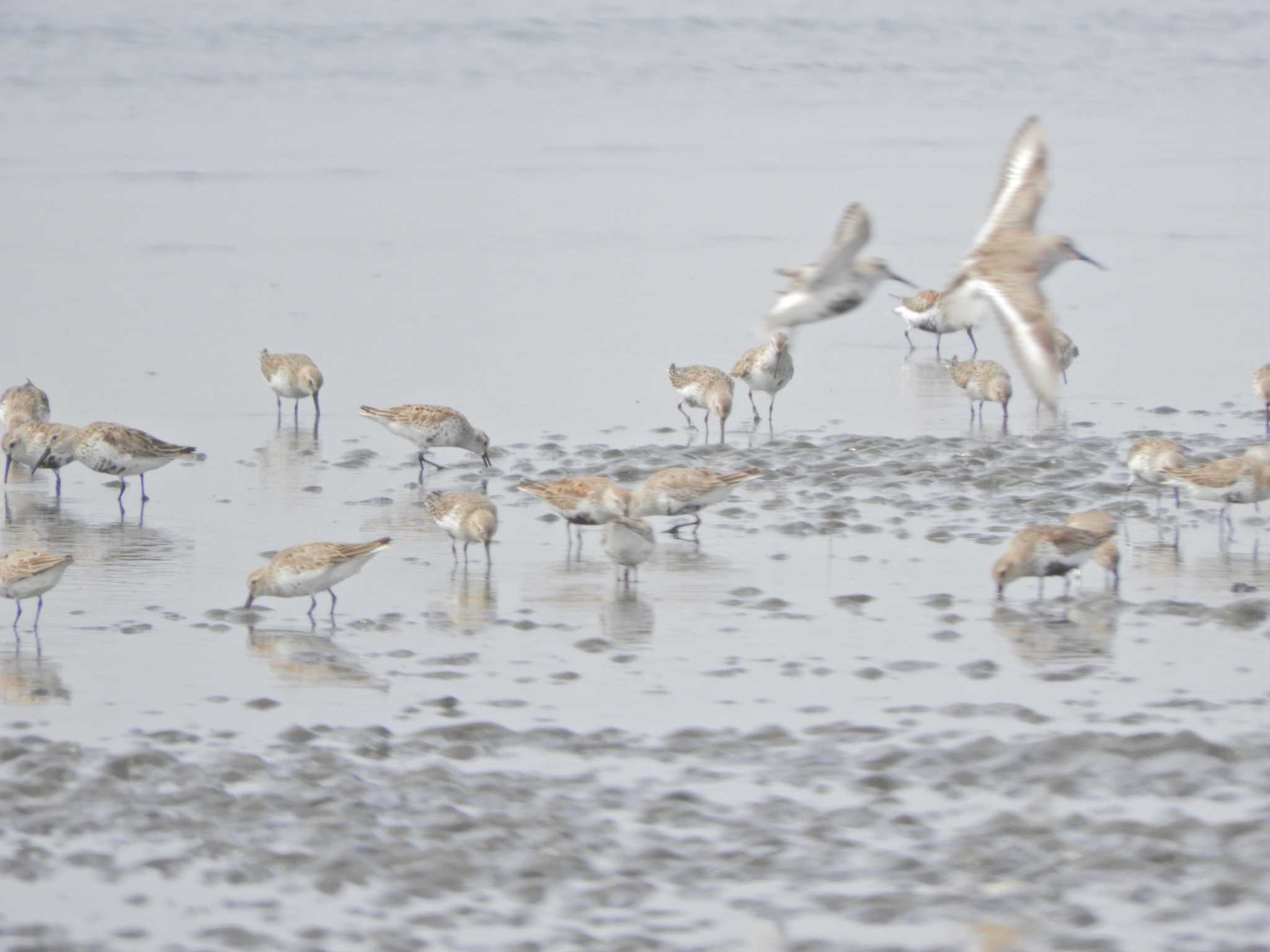 Dunlin