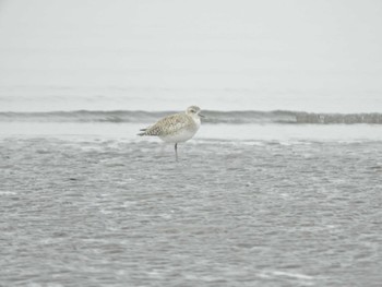 Grey Plover Sambanze Tideland Sun, 4/7/2024