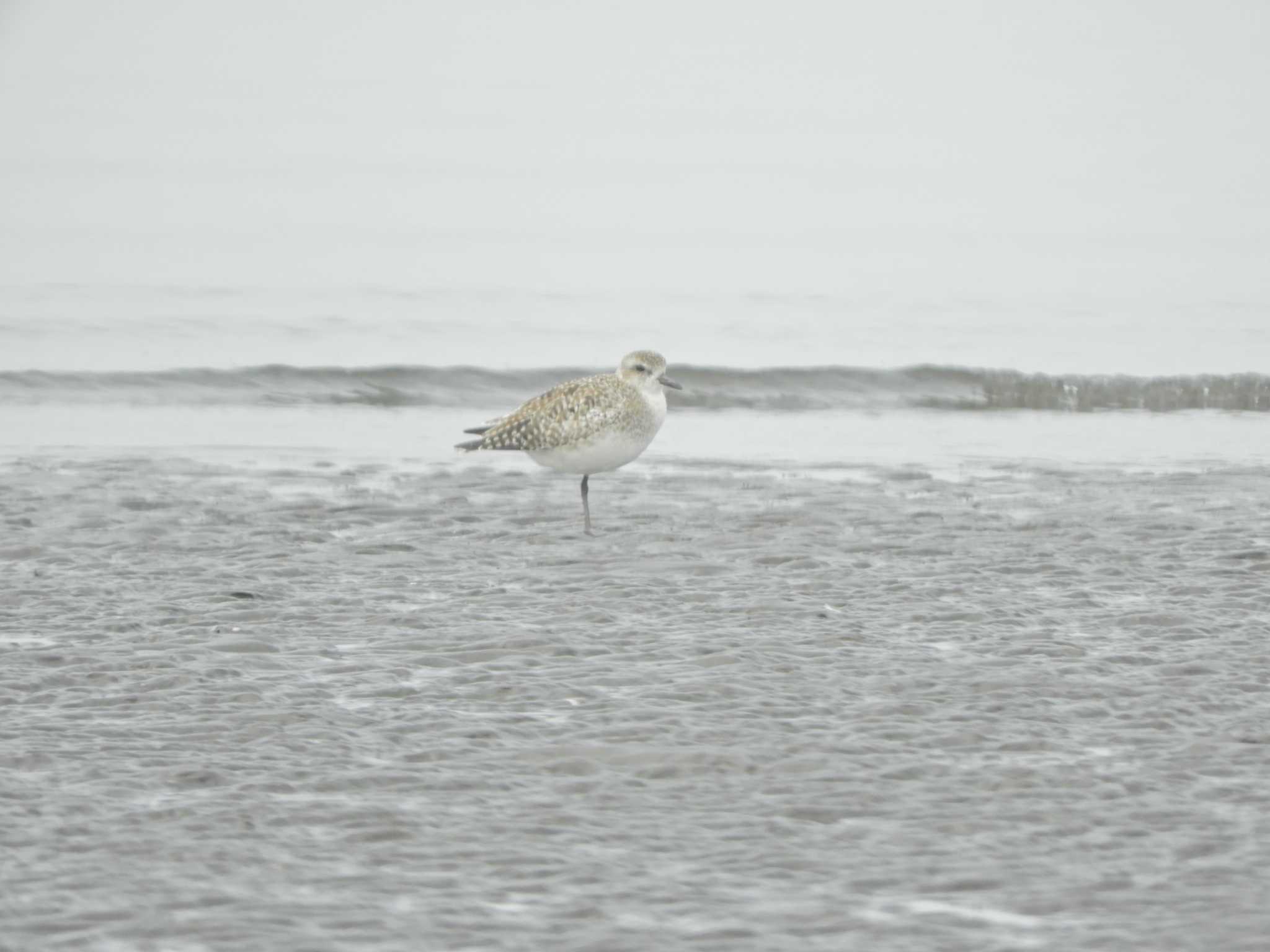 Grey Plover