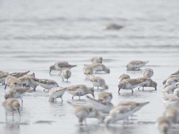 ハマシギ ふなばし三番瀬海浜公園 2024年4月7日(日)