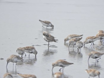 ハマシギ ふなばし三番瀬海浜公園 2024年4月7日(日)