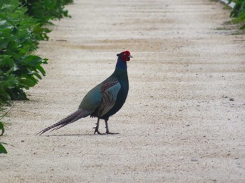 Green Pheasant 春日部市 Sun, 4/7/2024