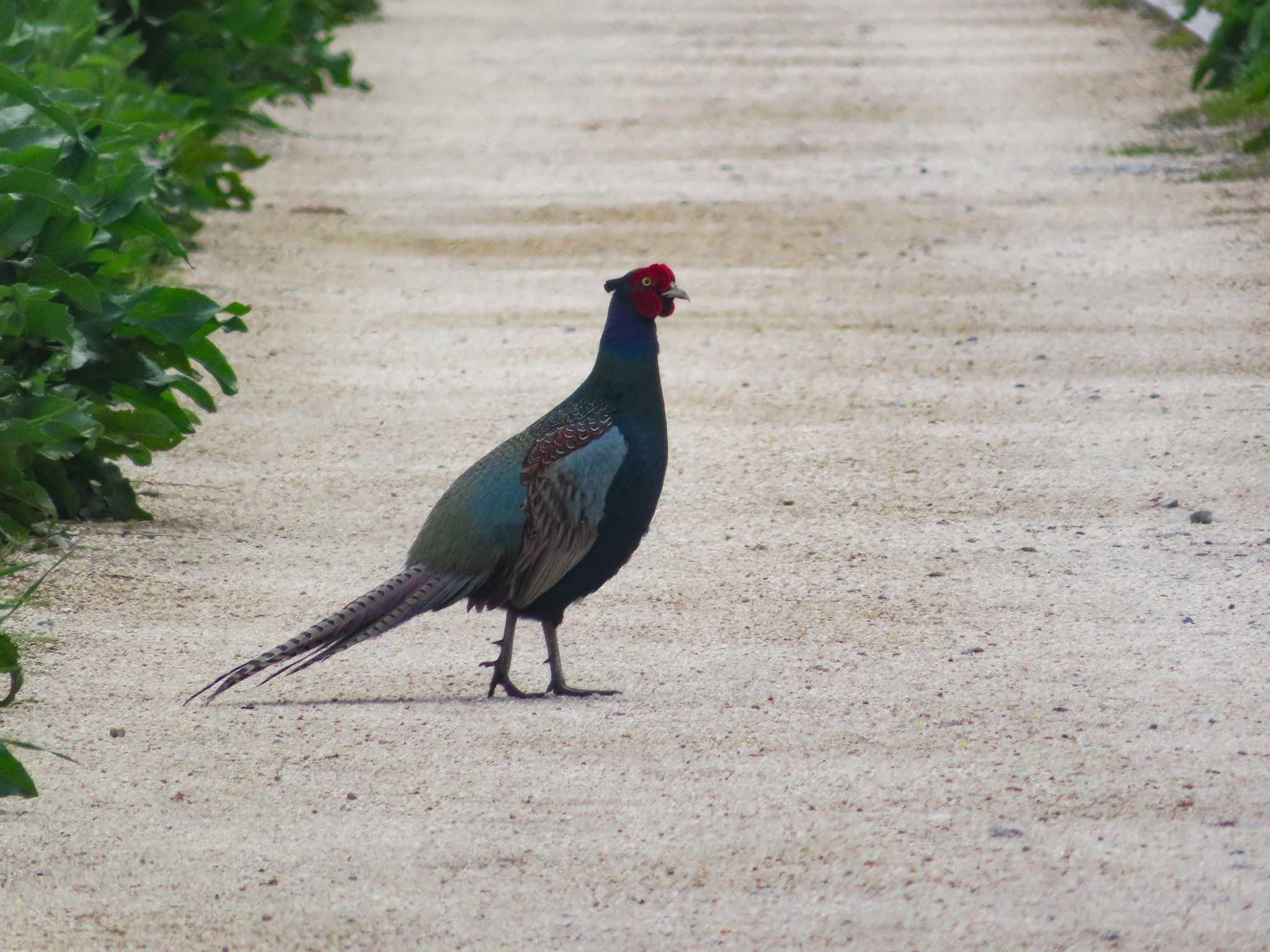 Photo of Green Pheasant at 春日部市 by kou