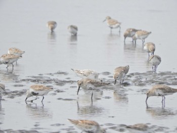 ハマシギ ふなばし三番瀬海浜公園 2024年4月7日(日)