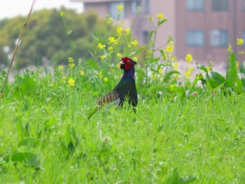 Green Pheasant 春日部市 Sun, 4/7/2024