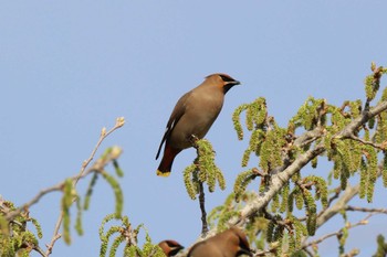 Bohemian Waxwing 山田池公園 Sun, 4/7/2024